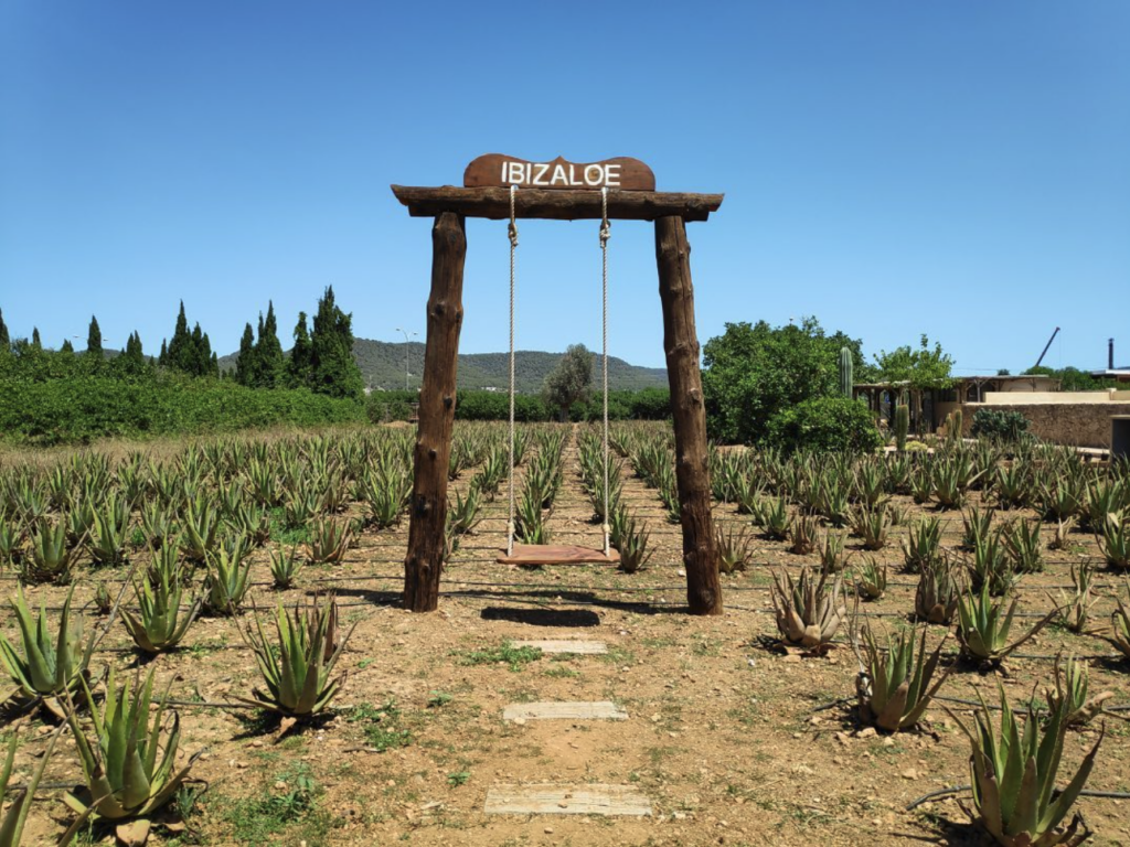 Ibizaloe