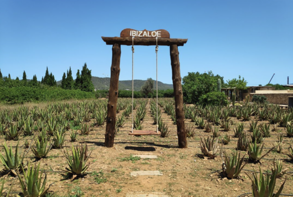 Ibizaloe