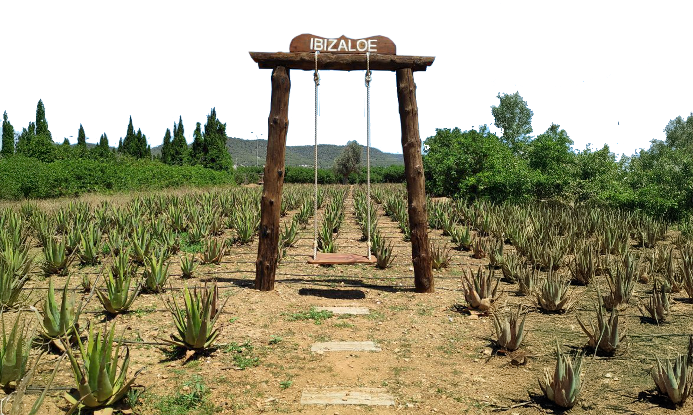 ibizaloe